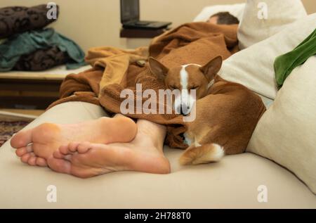 Young basenji dog sleeping next to master sleeping feet on the sofa Stock Photo