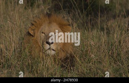 majestic male lion showing its head and resting in afternoon sun in the grass of the wild masai mara, kenya Stock Photo