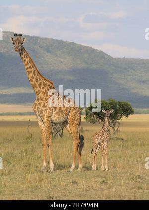 full side view of mother and baby giraffe standing alert together in the wild savannah of the masai mara, Kenya Stock Photo