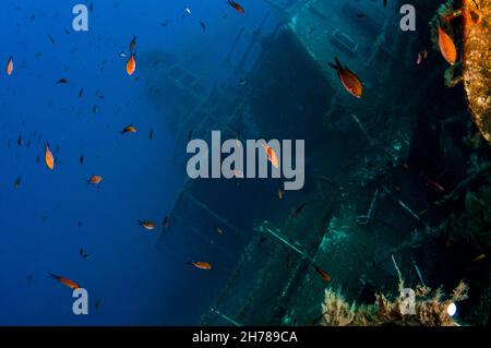 Diver at the MS Zenobia shipwreck. MS Zenobia was a Swedish built Challenger-class RO-RO ferry launched in 1979 that capsized and sank close to Larnac Stock Photo