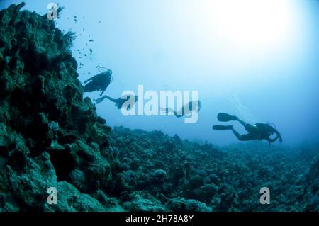 Scuba divers in the water photographed at Ras Mohammed National Park, Red Sea, Sinai, Egypt, Stock Photo