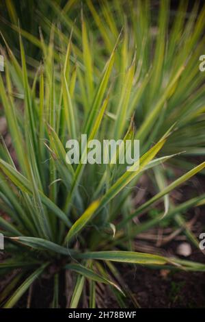 Dracaena flower with green thin long leaves grow in the garden. Stock Photo