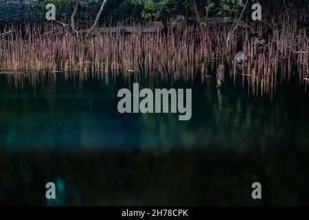 Mangrove trees and reflection on the coast of Moyo island in Sumbawa district. Stock Photo