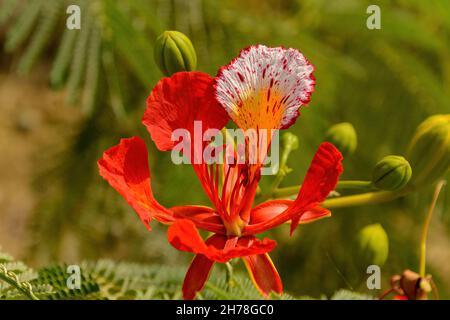 Caesalpinia pulcherrima. Also called poinciana, peacock flower, red bird of paradise, Mexican bird of paradise, dwarf poinciana, pride of Barbados, fl Stock Photo