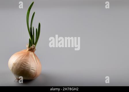 Isolated yellow onion sprouting on a grey background Stock Photo