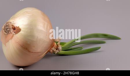Fresh yellow sprouting onion isolated on a grey background Stock Photo