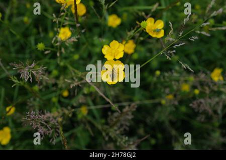 Macro meadow life with bright yellow buttercups, purple grasses and a striking thick-legged flower beetle (Oedemera nobilis) Stock Photo