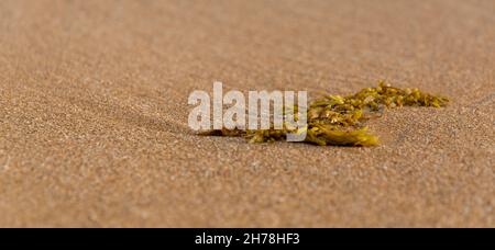 a green seaweed landed on the beach, chabahar province, iran Stock Photo