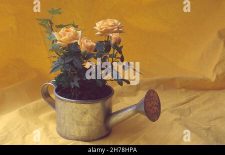 yellow Roses in in small watering can Stock Photo