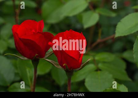 Two red roses with leaves on green background. Perfect flower Stock Photo