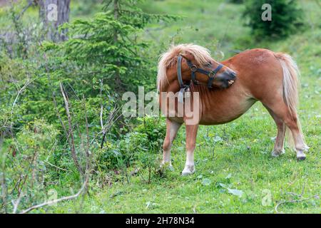 Cute pony in the meadow in forest Stock Photo