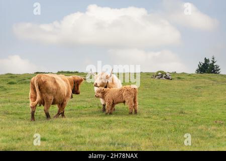 Two adult female yak and a calf on a pasture in the Italian Alps Stock Photo