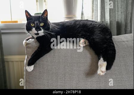 black and white cat lying on backrest of sofa Stock Photo