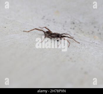 Wolf Spiders (Lycosidae Stock Photo - Alamy