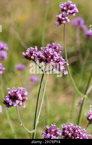 VERBENA BONARIENSIS the purpletop vervain Stock Photo