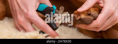 Dog nail clipping banner. Woman using nail clippers to shorten dogs nails. Pet owner cutting nails on vizsla dog. Stock Photo