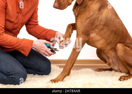 Dog nail clipping. Woman using nail clippers to shorten dogs nails. Pet owner cutting nails on vizsla dog. Stock Photo