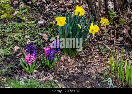 Hyacinths and daffodils in a springtime garden, St. Croix Falls, Wisconsin USA. Stock Photo