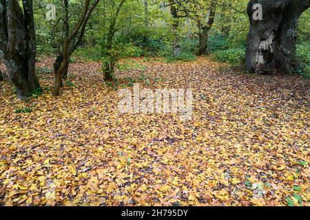 Autumn leaves strewn on the ground near an oak tree in an english woodland. Stock Photo