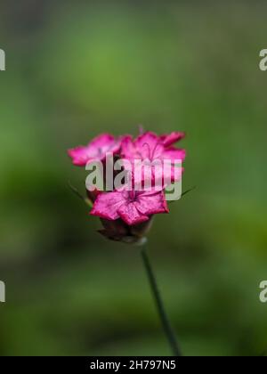 Flowers of Dianthus carthusianorum in summer against green background Stock Photo