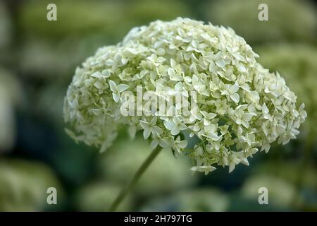 Flowers of Hydrangea arborescens 'Annabelle' in summer Stock Photo