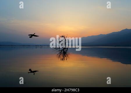 Sunset at Lake Kerkini in Central Macedonia, Greece, taken from a boat on the lake, showing cormorants perching on a dead tree Stock Photo