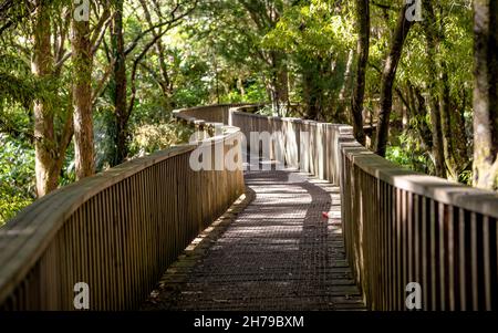 A. H. Reed Memorial Kauri Park at Whangarei, New Zealand Stock Photo