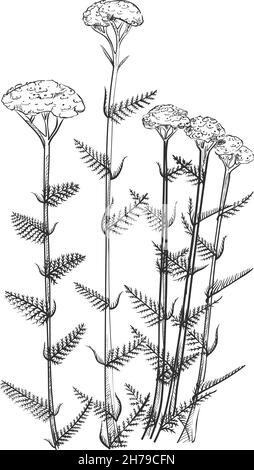 yarrow flower tattoo