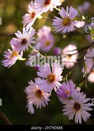 Aster flowers in backlight Stock Photo