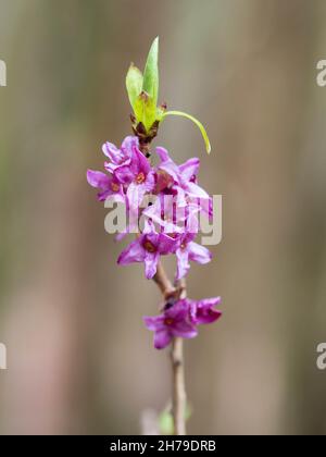 Daphne mezereum, flowering Stock Photo