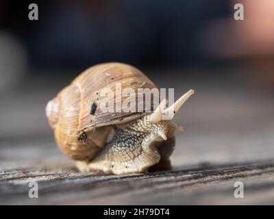 Helix pomatia, Roman snail, Burgundy snail, edible snail, or escargot Stock Photo