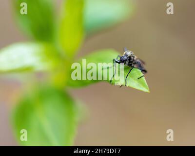 St. Mark's fly or hawthorn fly on green tree leaves Stock Photo