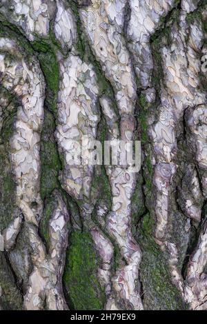 Black Pine (Pinus Nigra) tree bark background, family: Pinaceae. Stock Photo
