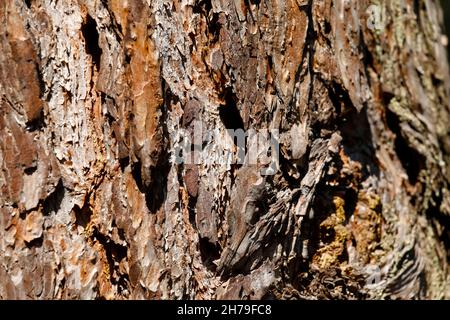 The place where the branch once was cut is covered by the bark of an old pine tree. Stock Photo