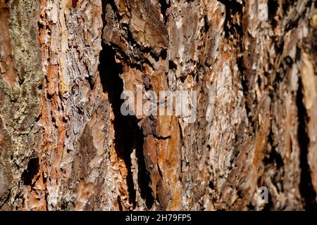The trunk of the old pine tree is covered with bark. Stock Photo