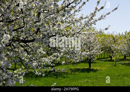 Springtime garden of fruit trees it is a landscape that can be seen somewhere in Poland Stock Photo