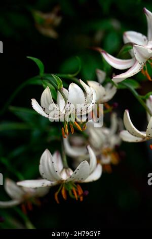 Lilium Martagon Albiflorum Stock Photo - Alamy