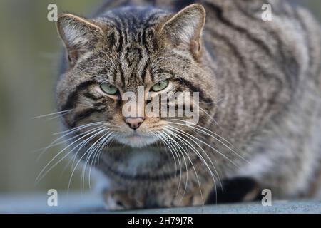 European wild Cat, Felis sylvestris, head, facing front, striped near symmetrical markings, three dimensional, vision, staring, eye contact, vibrissae Stock Photo