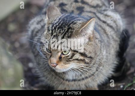 Scottish Wild Cat (Felis sylvestris). Avoiding eye contact. Head, facial features, rounded black tipped tail. Near, symmetrical dark striped markings. Stock Photo