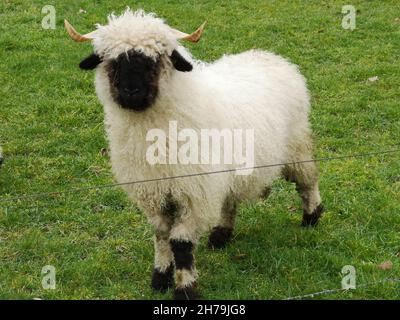Close-up of a horned black sheep, Suoav k, Westfjords, Iceland