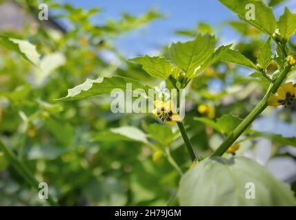 Tomatillo plant in full bloom. Yellow open tomatillo blossoms with defocused foliage. Toma Verde tomatillos plant also known as Mexican husk tomato an Stock Photo