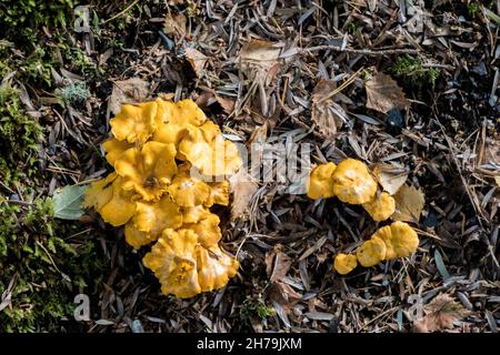 UK, Scotland, Wester Ross, Ross and Cromarty. Golden chanterelle mushroom (Cantharellus Cibarius), also known as the girolle, grows in the highlands. Stock Photo