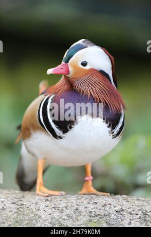 Mandarin Duck (Aix galericulata). Male in breeding plumage. Standing Perching. Sideways looking, curious.  Native eastern Asia. Introduced species UK Stock Photo