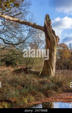 Majestic remains of he trunk of a dead dried out tree. Stock Photo