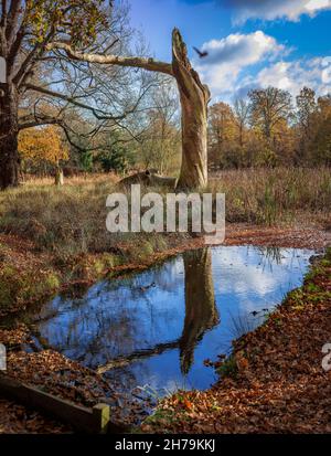 Majestic remains of he trunk of a dead dried out tree. Stock Photo