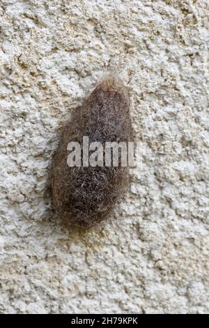 Giant peacock moth cocoon hi res stock photography and images Alamy