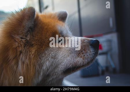 Japanese Akita close up face. Cute dog with orange white face close up. Grown up Akita Stock Photo