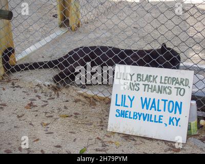 Lilly the black leopard with a sign from the woman who rescured her at the Octagon Wildlife Sanctuary in Punta Gorda, Florida, USA, 2020 © Katharine A
