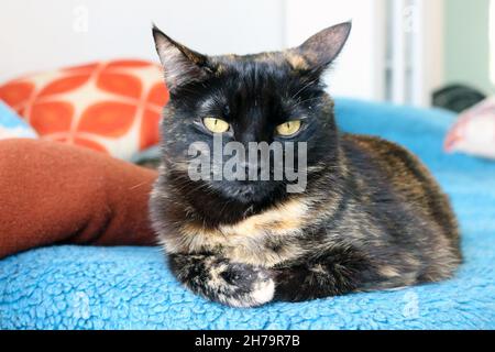 Domestic cat and scenes of its coexistence in our house. Stock Photo