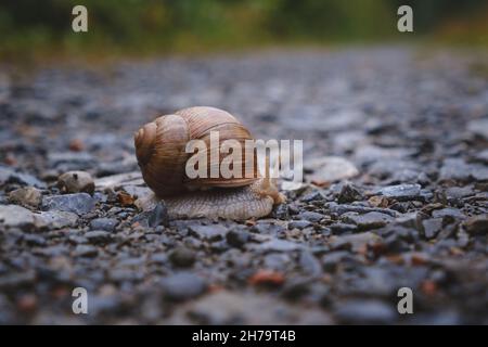 large garden snail with an crack in snail shell on an gravel road in Germany. Stock Photo